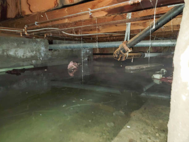 Best Commercial water damage restoration  in Chatfield, MN