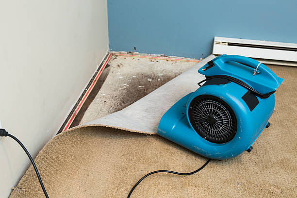 Best Water damage cleanup near me  in Chatfield, MN